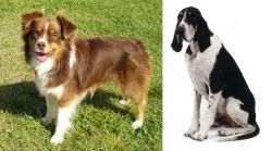 Miniature Australian Shepherd vs Grand Anglo-Francais Blanc et Noir - Breed Comparison