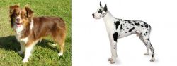 Miniature Australian Shepherd vs Great Dane - Breed Comparison
