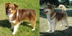 Miniature Australian Shepherd vs Greenland Dog - Breed Comparison