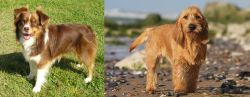 Miniature Australian Shepherd vs Griffon Fauve de Bretagne - Breed Comparison
