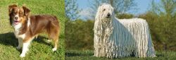 Miniature Australian Shepherd vs Komondor - Breed Comparison