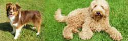 Miniature Australian Shepherd vs Labradoodle - Breed Comparison