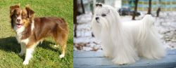 Miniature Australian Shepherd vs Maltese - Breed Comparison
