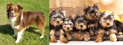 Miniature Australian Shepherd vs Yorkshire Terrier - Breed Comparison