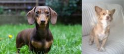 Miniature Dachshund vs Alopekis - Breed Comparison