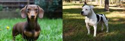 Miniature Dachshund vs American Bulldog - Breed Comparison