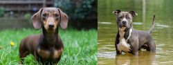 Miniature Dachshund vs American Staffordshire Terrier - Breed Comparison
