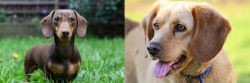Miniature Dachshund vs Beago - Breed Comparison
