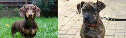 Miniature Dachshund vs Catahoula Bulldog - Breed Comparison