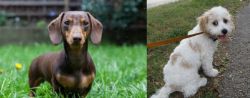 Miniature Dachshund vs Cavachon - Breed Comparison