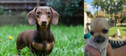 Miniature Dachshund vs Chihuahua - Breed Comparison