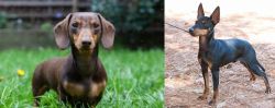 Miniature Dachshund vs English Toy Terrier (Black & Tan) - Breed Comparison