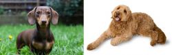 Miniature Dachshund vs Golden Doodle - Breed Comparison