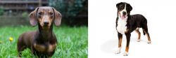 Miniature Dachshund vs Greater Swiss Mountain Dog - Breed Comparison