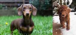 Miniature Dachshund vs Irish Doodles - Breed Comparison