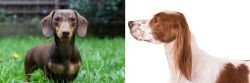 Miniature Dachshund vs Irish Red and White Setter - Breed Comparison