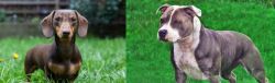 Miniature Dachshund vs Irish Staffordshire Bull Terrier - Breed Comparison