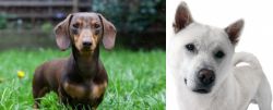 Miniature Dachshund vs Kishu - Breed Comparison