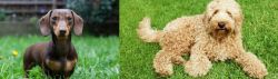 Miniature Dachshund vs Labradoodle - Breed Comparison