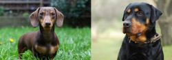Miniature Dachshund vs Rottweiler - Breed Comparison