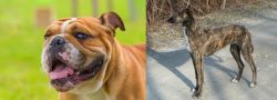 Miniature English Bulldog vs American Staghound - Breed Comparison