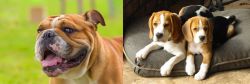 Miniature English Bulldog vs Beagle - Breed Comparison
