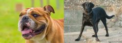 Miniature English Bulldog vs Cao de Castro Laboreiro - Breed Comparison