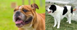 Miniature English Bulldog vs Ciobanesc de Bucovina - Breed Comparison