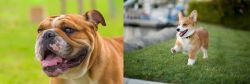 Miniature English Bulldog vs Corgi - Breed Comparison