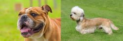 Miniature English Bulldog vs Dandie Dinmont Terrier - Breed Comparison