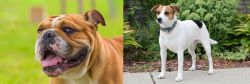 Miniature English Bulldog vs Danish Swedish Farmdog - Breed Comparison