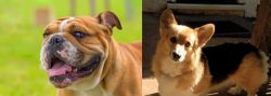 Miniature English Bulldog vs Dorgi - Breed Comparison