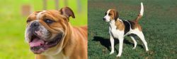 Miniature English Bulldog vs English Foxhound - Breed Comparison