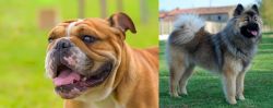 Miniature English Bulldog vs Eurasier - Breed Comparison