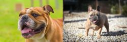 Miniature English Bulldog vs French Bulldog - Breed Comparison