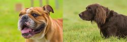 Miniature English Bulldog vs German Longhaired Pointer - Breed Comparison