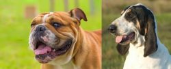 Miniature English Bulldog vs Grand Gascon Saintongeois - Breed Comparison