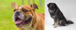 Miniature English Bulldog vs Istrian Sheepdog - Breed Comparison