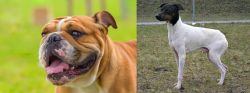 Miniature English Bulldog vs Japanese Terrier - Breed Comparison