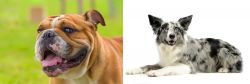 Miniature English Bulldog vs Koolie - Breed Comparison