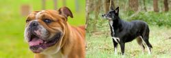 Miniature English Bulldog vs Lapponian Herder - Breed Comparison