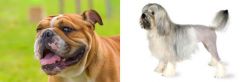 Miniature English Bulldog vs Lowchen - Breed Comparison