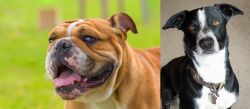 Miniature English Bulldog vs McNab - Breed Comparison