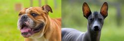 Miniature English Bulldog vs Mexican Hairless - Breed Comparison