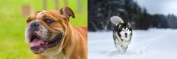Miniature English Bulldog vs Siberian Husky - Breed Comparison