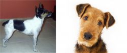 Miniature Fox Terrier vs Airedale Terrier - Breed Comparison