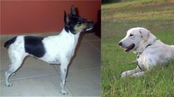 Miniature Fox Terrier vs Akbash Dog - Breed Comparison