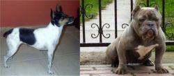 Miniature Fox Terrier vs American Bully - Breed Comparison