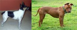 Miniature Fox Terrier vs American Pit Bull Terrier - Breed Comparison
