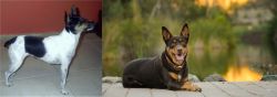 Miniature Fox Terrier vs Australian Kelpie - Breed Comparison